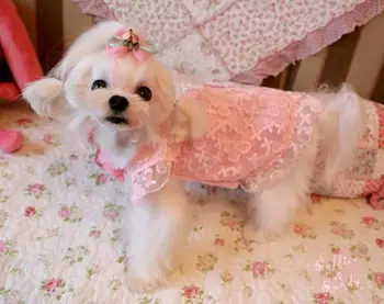 Envío gratis ropa de perro de agua soluble pequeña mariposa de encaje de manga vestido de princesa de los gatos domésticos ropa perro mascotas roupa cachorro