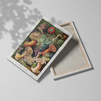 Ernst Haeckel Anémonas De Mar Del Cartel, De Los Organismos Marinos De Color De La Pintura De Aceite, Haeckel Vintage Animal Todavía La Vida Impresiones, Dormitorio Decoración